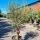 Olivenbaum "Olea Europaea" (Nr.24) 42cm Stammu. 220cm hoch