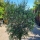 Olivenbaum "Olea Europaea" (Nr.26) 36cm Stammu. 200cm hoch
