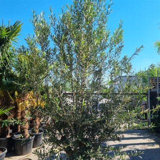 Olivenbaum "Olea Europaea" (Nr.28) 42cm Stammu....