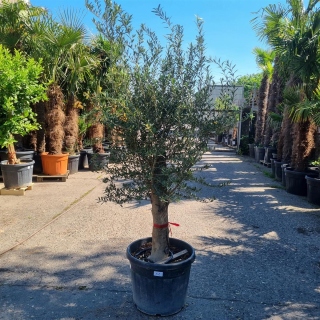 Olivenbaum "Olea Europaea" (Nr.32) 39cm Stammu....