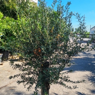 Olivenbaum "Olea Europaea" (Nr.32) 39cm Stammu....
