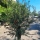 Olivenbaum "Olea Europaea" (Nr.32) 39cm Stammu. 210cm hoch