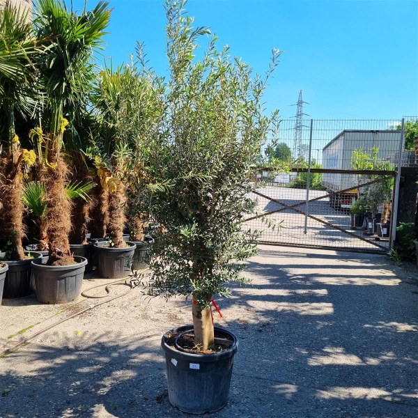 Olivenbaum "Olea Europaea" (Nr.33) 41cm Stammu. 220cm hoch