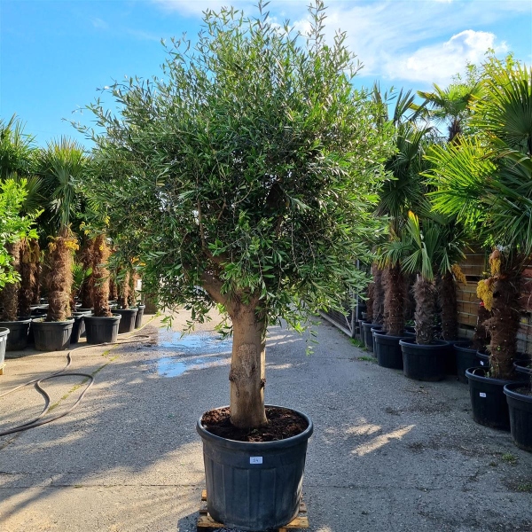 Olivenbaum "Olea Europaea" (Nr.34) 60cm Stammu. 240-250cm hoch