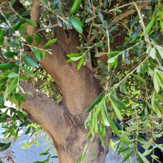 Olivenbaum "Olea Europaea" (Nr.34) 60cm Stammu....