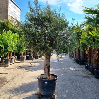 Olivenbaum "Olea Europaea" (Nr.35) 59cm Stammu....