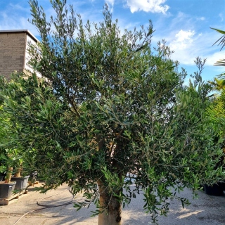 Olivenbaum "Olea Europaea" (Nr.35) 59cm Stammu....
