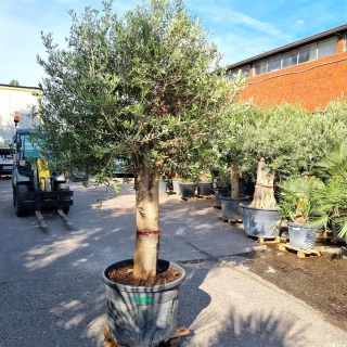 Olivenbaum "Olea Europaea" (Nr.35) 59cm Stammu. 240-250cm hoch