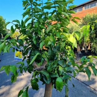 Zitronenbaum "Citrus Limon"  (Nr. 13) 30cm...