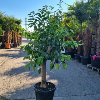 Zitronenbaum "Citrus Limon"  (Nr. 13) 30cm Stammu. 210cm hoch