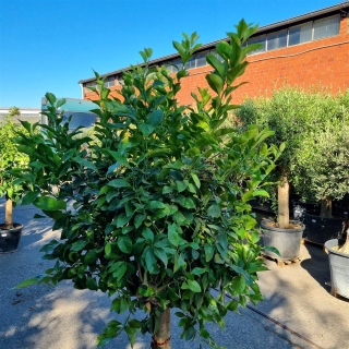 Zitronenbaum "Citrus Limon"  (Nr. 14) 35cm...