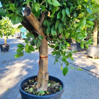 Zitronenbaum "Citrus Limon"  (Nr. 14) 35cm Stammu. 210cm hoch
