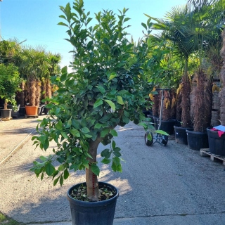 Zitronenbaum "Citrus Limon"  (Nr. 14) 35cm Stammu. 210cm hoch