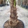 Hanfpalme "Trachycarpus Fortunei" +/-60cm Stamm (Nr. 10)