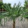 Hanfpalme "Trachycarpus Fortunei" +/-60cm Stamm (Nr. 10)