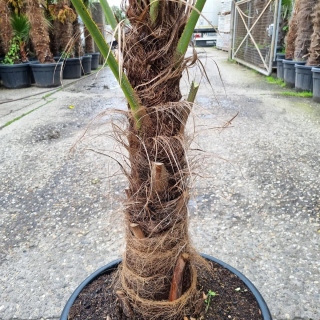 Hanfpalme "Trachycarpus Fortunei" +/-60cm Stamm...