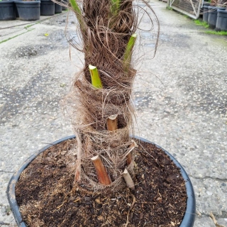 Hanfpalme "Trachycarpus Fortunei" +/-45cm Stamm (Nr. 13)