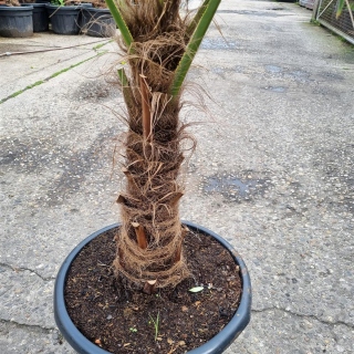Hanfpalme "Trachycarpus Fortunei" +/-60cm Stamm (Nr. 14)
