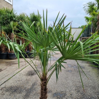Hanfpalme "Trachycarpus Fortunei" +/-60cm Stamm (Nr. 14)