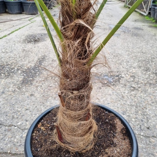 Hanfpalme "Trachycarpus Fortunei" +/-55cm Stamm (Nr. 16)