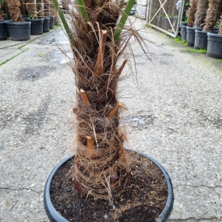 Hanfpalme "Trachycarpus Fortunei" +/-60cm Stamm (Nr. 18)