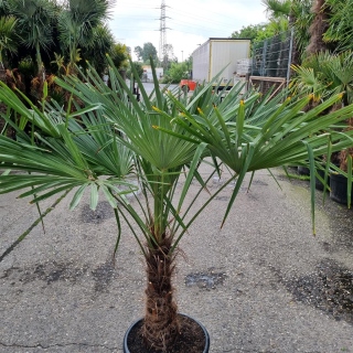 Hanfpalme "Trachycarpus Fortunei" +/-60cm Stamm (Nr. 18)