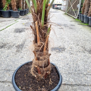 Hanfpalme "Trachycarpus Fortunei" +/-60cm Stamm (Nr. 19)