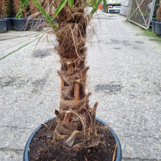 Hanfpalme "Trachycarpus Fortunei" +/-60cm Stamm...