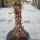 Hanfpalme "Trachycarpus Fortunei" +/-60cm Stamm (Nr. 21)
