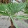 Hanfpalme "Trachycarpus Fortunei" +/-60cm Stamm (Nr. 21)