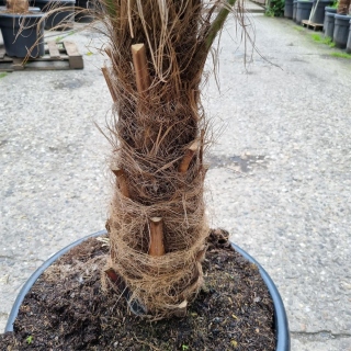 Hanfpalme "Trachycarpus Fortunei" +/-55cm Stamm...
