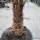 Hanfpalme "Trachycarpus Fortunei" +/-55cm Stamm (Nr. 22)