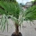 Hanfpalme "Trachycarpus Fortunei" +/-55cm Stamm (Nr. 22)