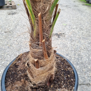 Hanfpalme "Trachycarpus Fortunei" +/-50cm Stamm...