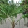 Hanfpalme "Trachycarpus Fortunei" +/-50cm Stamm (Nr. 23)