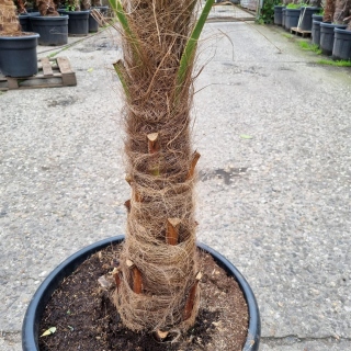Hanfpalme "Trachycarpus Fortunei" +/-65cm Stamm...