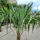 Hanfpalme "Trachycarpus Fortunei" +/-65cm Stamm (Nr. 26)