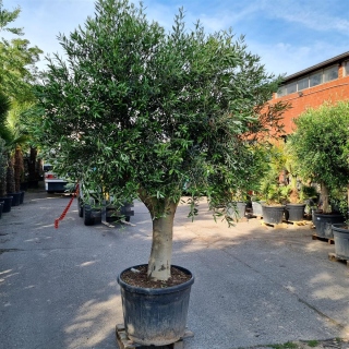 Olivenbaum "Olea Europaea" (Nr.36) 59cm Stammu....