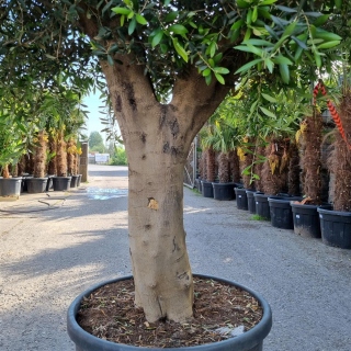 Olivenbaum "Olea Europaea" (Nr.36) 59cm Stammu....