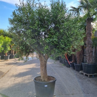 Olivenbaum "Olea Europaea" (Nr.36) 59cm Stammu. 240-250cm hoch