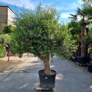 Olivenbaum "Olea Europaea" (Nr.37) 59cm Stammu. 240-250cm hoch