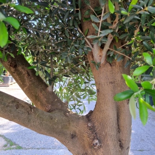 Olivenbaum "Olea Europaea" (Nr.37) 59cm Stammu....