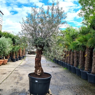 Olivenbaum "Olea Europaea" (Nr.20) 70cm Stammu....