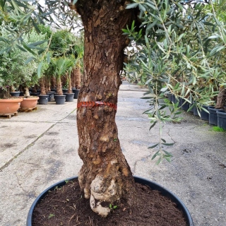 Olivenbaum "Olea Europaea" (Nr.20) 70cm Stammu. 280cm hoch