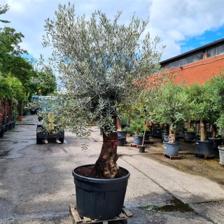 Olivenbaum "Olea Europaea" (Nr.20) 70cm Stammu. 280cm hoch