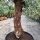 Olivenbaum "Olea Europaea" (Nr.20) 107cm Stammu. 280cm hoch