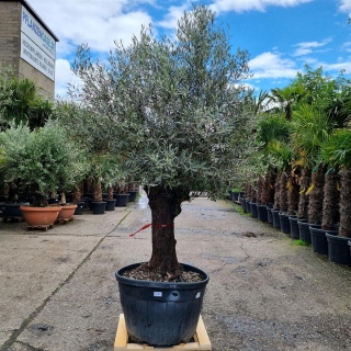 Olivenbaum "Olea Europaea" (Nr.37) 65cm Stammu....