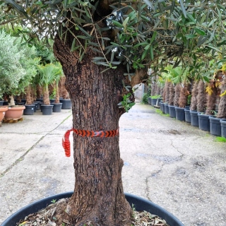 Olivenbaum "Olea Europaea" (Nr.37) 65cm Stammu....