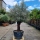 Olivenbaum "Olea Europaea" (Nr.37) 65cm Stammu. Bonsai - 250cm