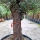 Olivenbaum "Olea Europaea" (Nr.37) 65cm Stammu. Bonsai - 250cm